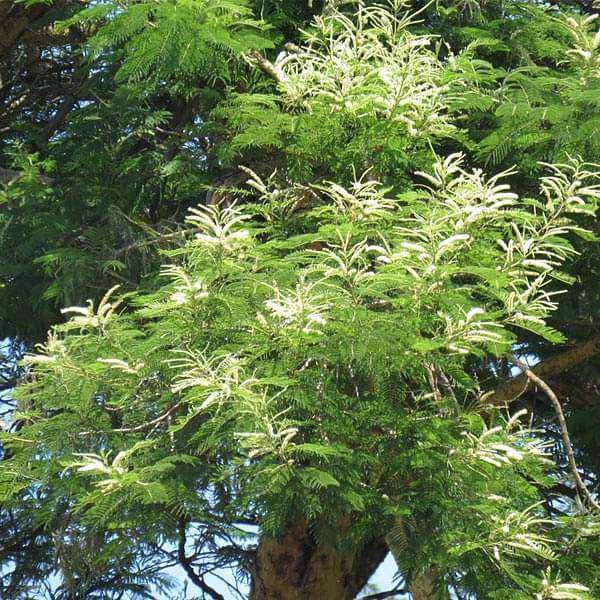 Acacia Suma, Senegalia Suma - 0.5 kg Seeds