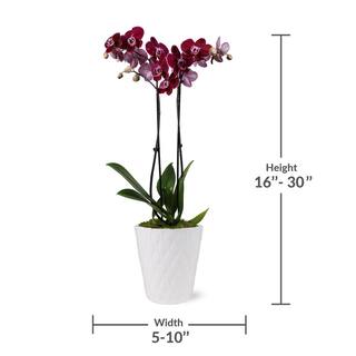 Just Add Ice Premium Orchid (Phalaenopsis) Dark Purple Plant in 5 in. White Ceramic Pottery J5013