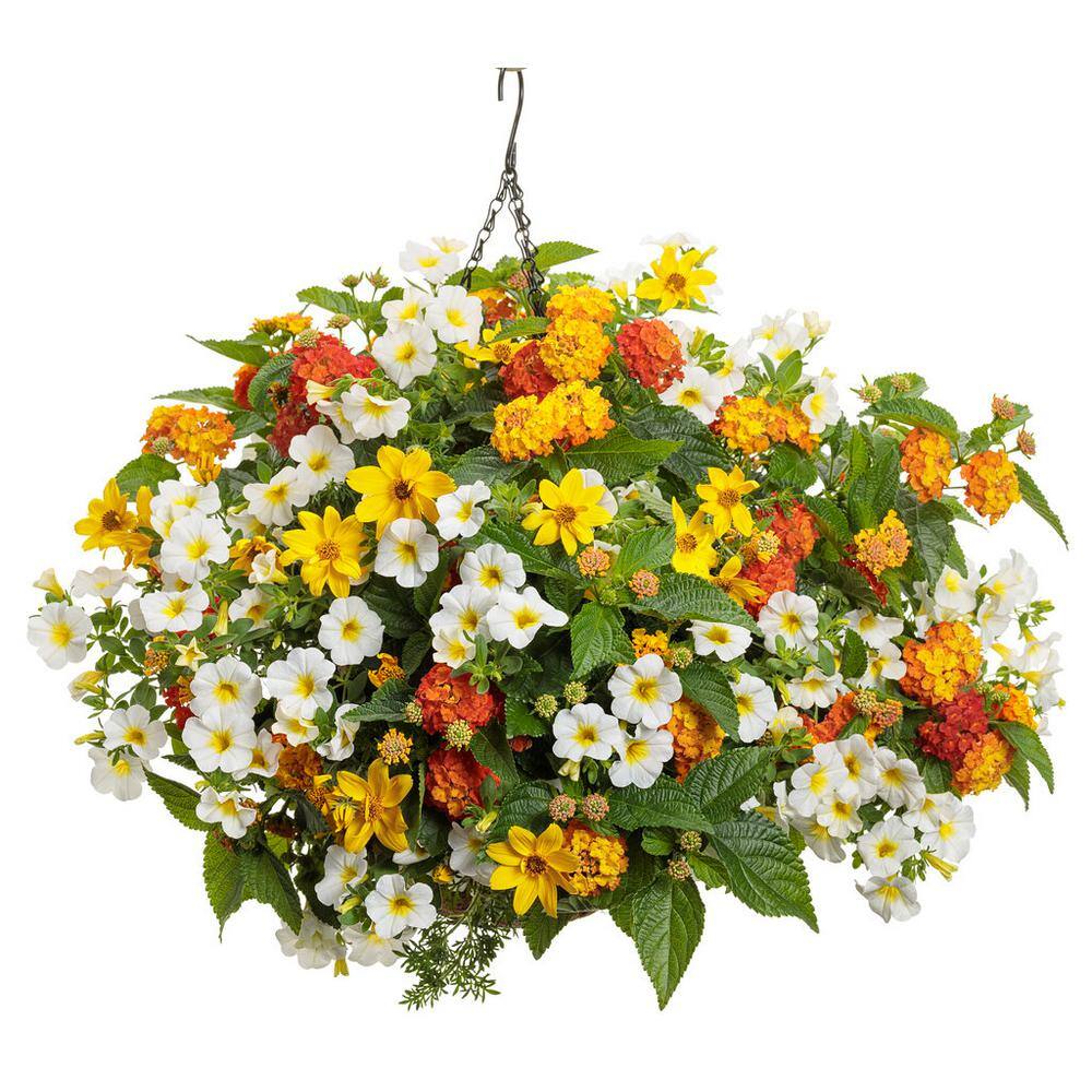 PROVEN WINNERS 4.25 in. Eco+Grande Luscious Basket Tangelo (Lantana Camara) Live Plant OrangeYellow Flowers (4-Pack) LANPRW4007504