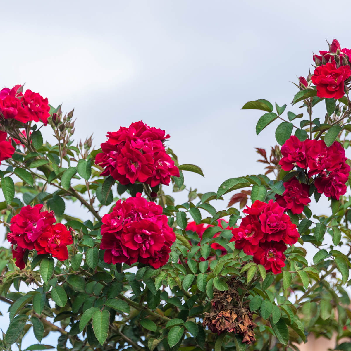 Don Juan Dormant Bare Root Climbing Rose， Includes one dormant plant per order