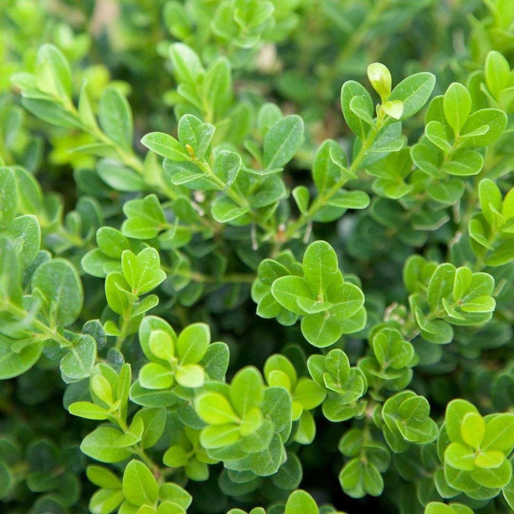 SOUTHERN LIVING 2 Gal. Boxwood Baby Gem Live Shrub Plant Glossy Green Foliage 06092