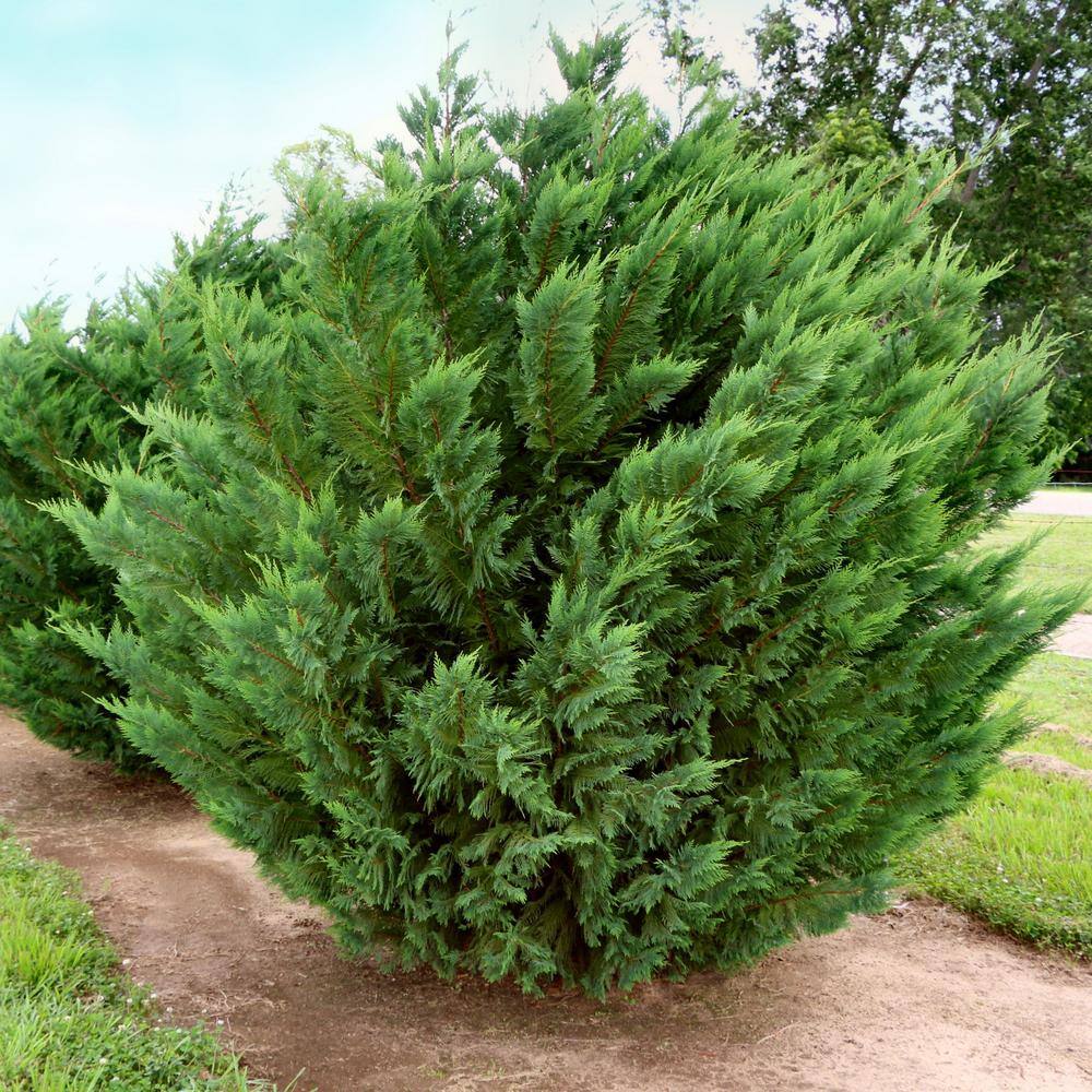 national PLANT NETWORK 2.5 qt. Cypress Leyland Shrub HD1100