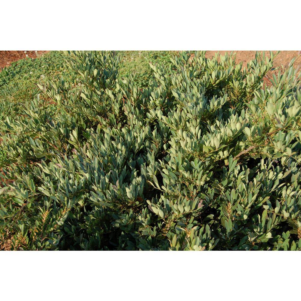 Vigoro 3 Gal. Blue Cascade Distylium Evergreen Shrub with Cascading Blue Green Foliage and Maroon New Growth 10869