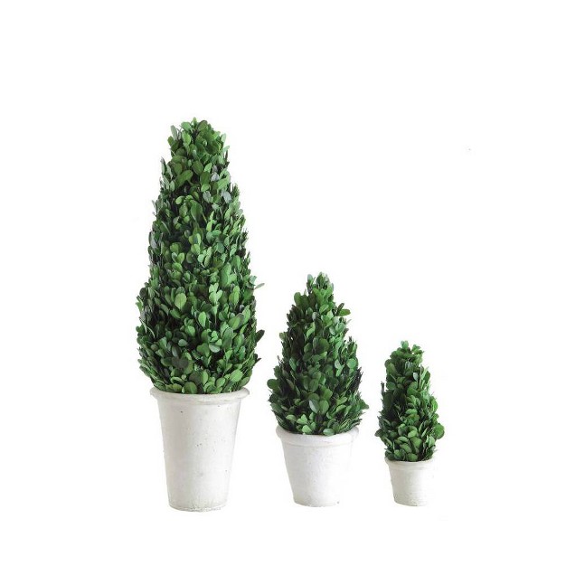 Boxwood Cone Topiary - Storied Home