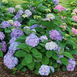 PROVEN WINNERS 1 Gal. Let's Dance Sky View Reblooming Hydrangea (Macrophylla) Live Plant Shrub Blue or Pink Flower HYDPRC2566101