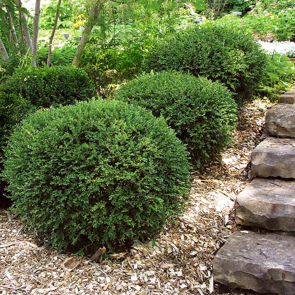 Wintergreen Boxwood Shrub