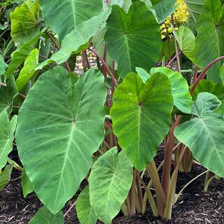 national PLANT NETWORK 3.5 in. Colocasia Polar Green Plant in Grower Container (2-Piece) HD1450