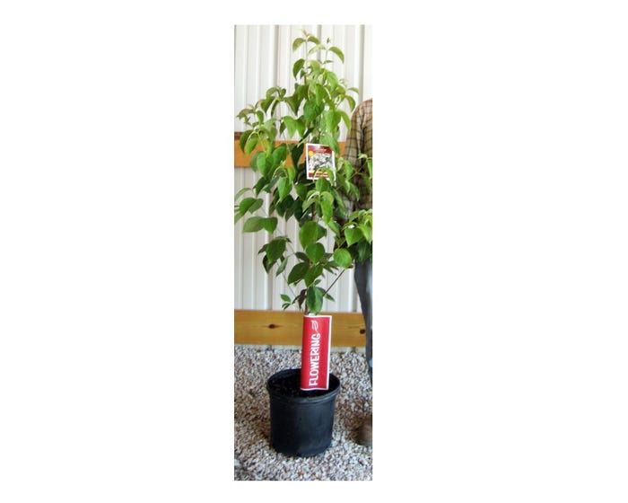 Freedom Farms Red Dogwood Flowering Tree， 5 Gallon Pot