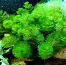 Cabomba Caroliniana Bunch Live Aquarium Plants BUY2 GET1 FREE