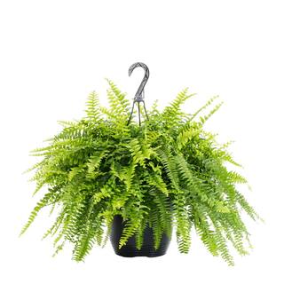 METROLINA GREENHOUSES 1.5 Gal. Boston Fern Green Hanging Basket Annual Plant (2-Pack) 79399