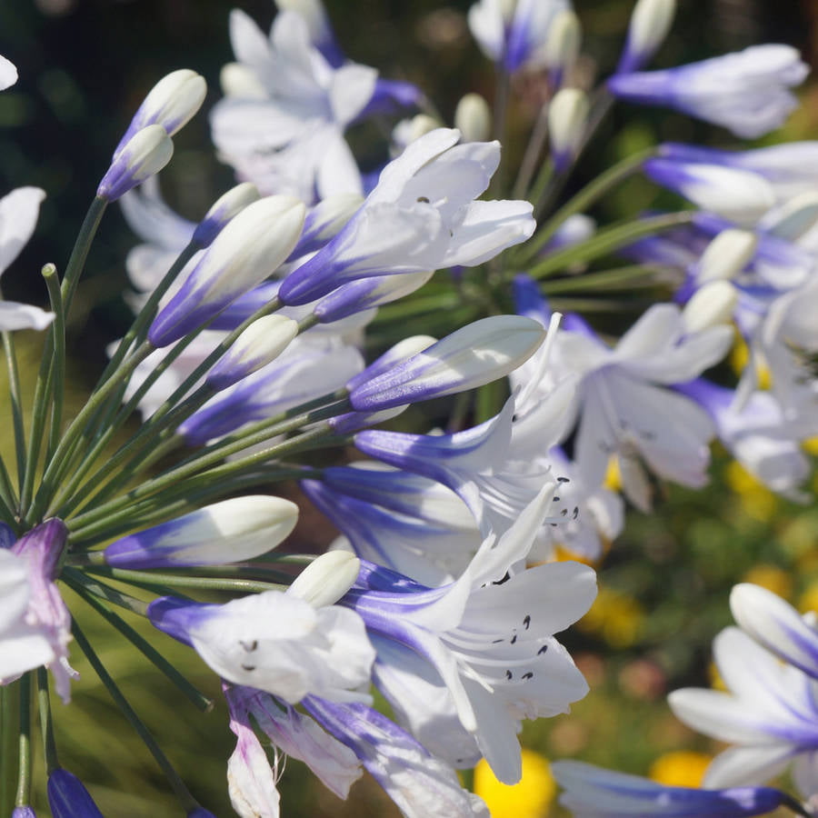 Indigo Frost Agapanthus 'Lily of the Nile' (2.5 Quart) Flowering Perennial with White and Blue Blooms - Part Sun Live Outdoor Plant - Southern Living Plant Collection