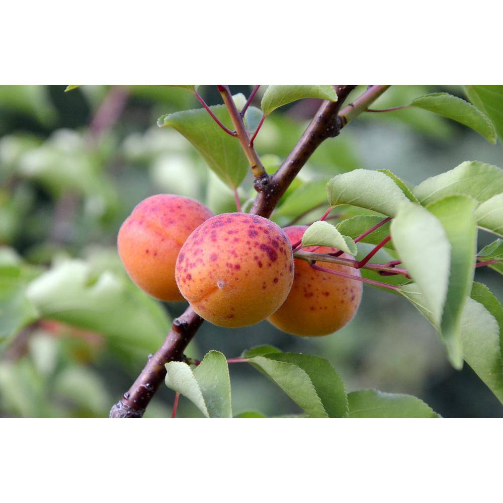 Online Orchards Dwarf Moorpark Apricot Tree - Largest and Sweetest Apricots (Bare-Root 3 ft. to 4 ft. Tall 2-Years Old) FTAC003
