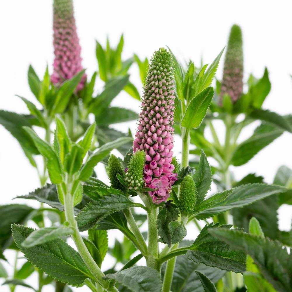 METROLINA GREENHOUSES 2.5 qt. Veronica Speedwell Magic Show Pink Potion Plant with Pink Blossoms in Grower Pot 1008974560