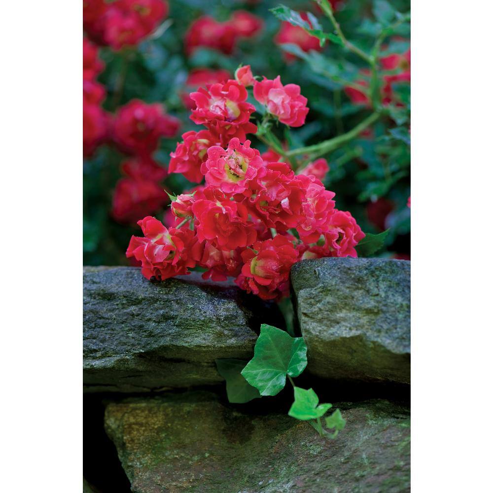 Drift 3 Gal. Red Drift Rose Bush with Red Flowers (2-Pack) THD00085