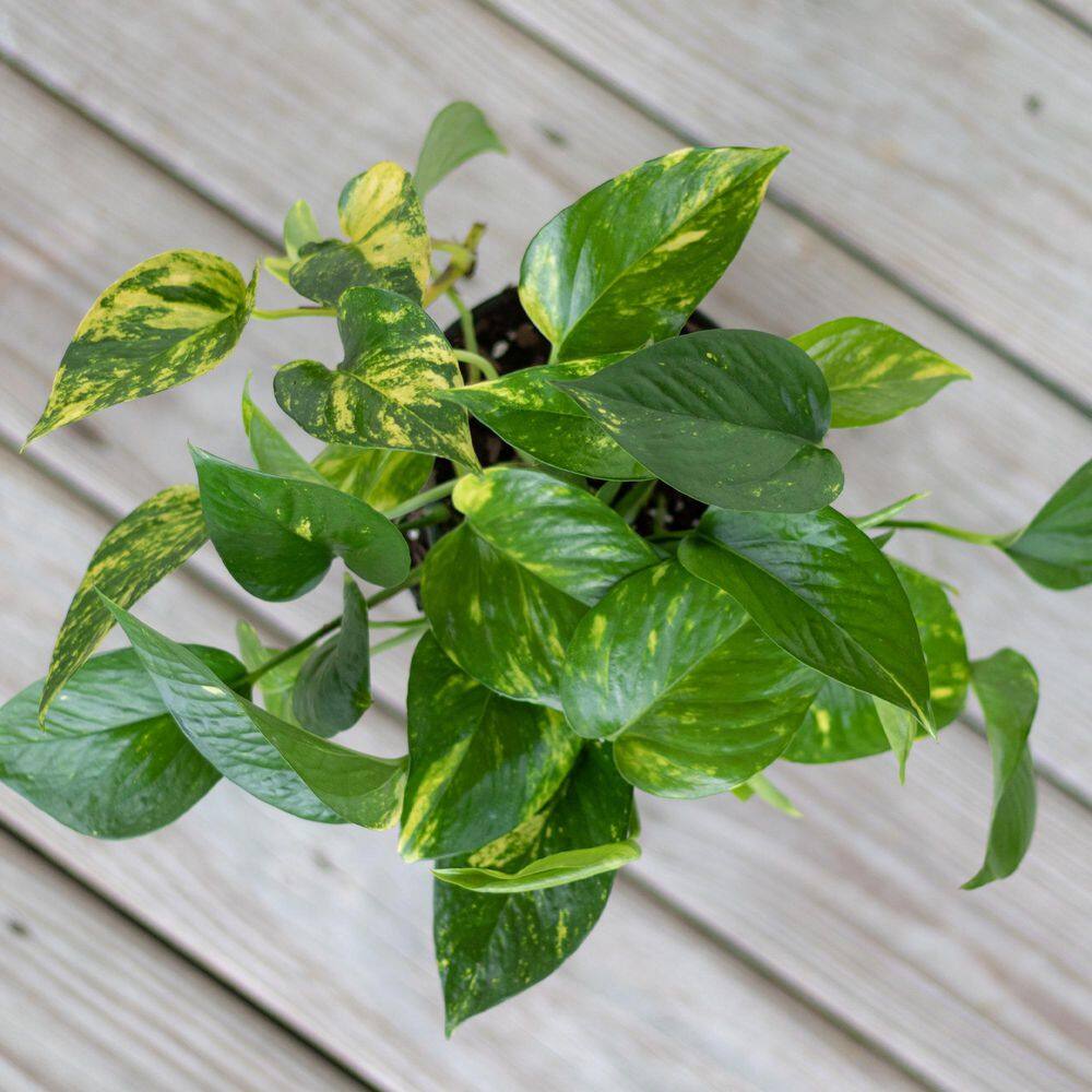 United Nursery Golden Pothos Devil's Ivy Epipremnum aureum Vining Live Plant in 6 inch Premium Sustainable Ecopots Pure White Pot GPOTHOSSH6PW