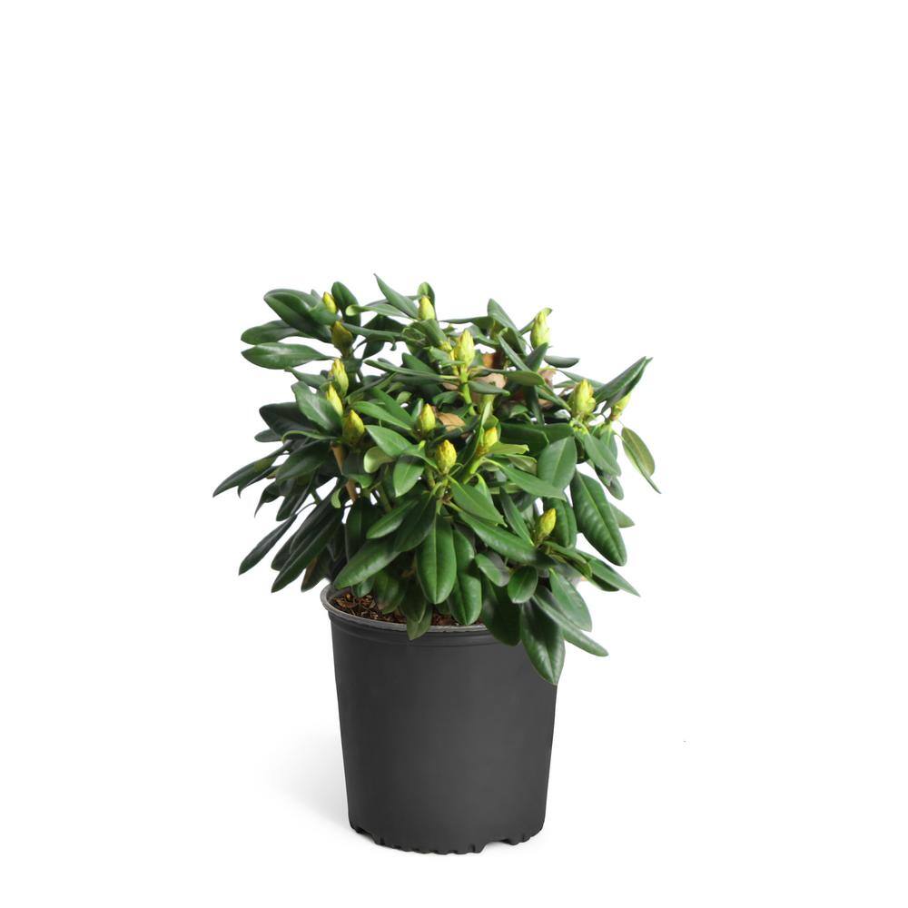 Brighter Blooms 3 Gal. Flowering Rhododendron with Shrub Lavender Blooms RHO-LAV3