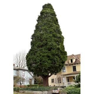 Online Orchards 5 Gal. Incense Cedar Tree with Highly Fragrant Foliage EGCD503