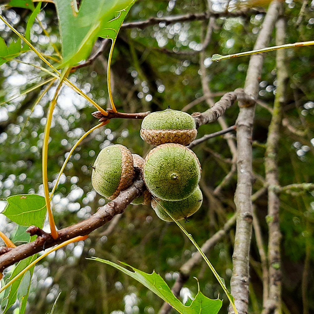 Pin Oak Tree