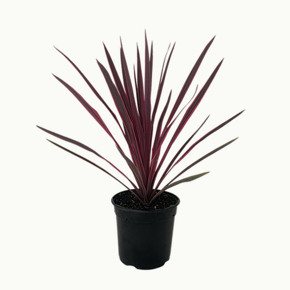 Perennial Grass Cordyline Paso Doble 2.5 Qt. 1221