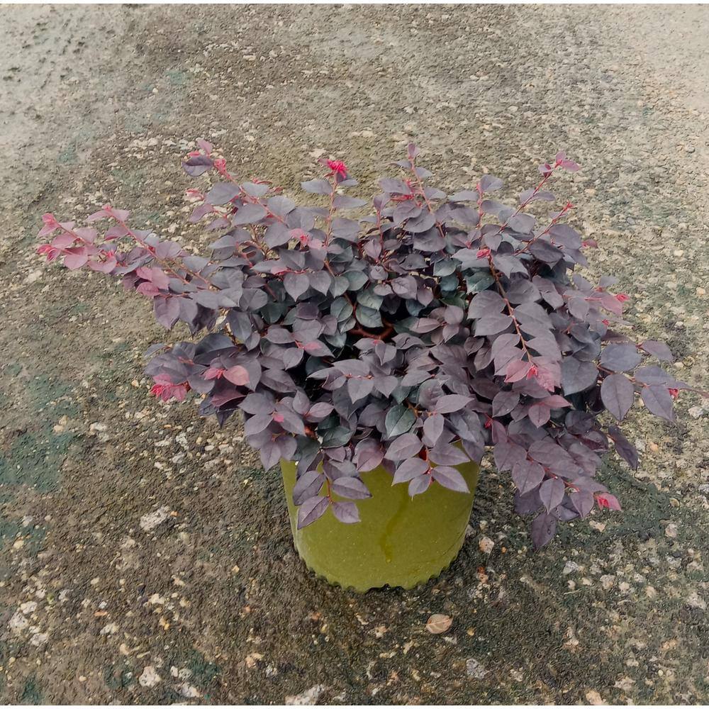 Vigoro 2 Gal. Ever Red Mini Loropetalum Evergreen Shrub with Purple Foliage Red Ribbon Blooms 11969