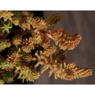 Cesicia Tasteless Stonecrop Spreading Plant (3-Pack) MMPlant10