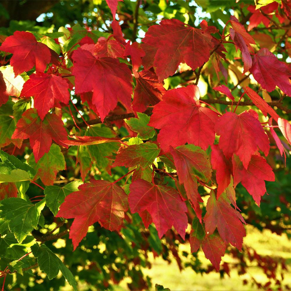 October Glory Red Maple Tree