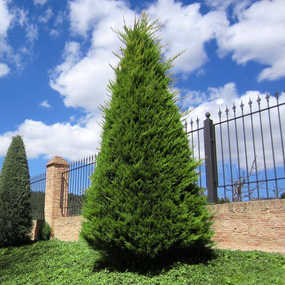 national PLANT NETWORK 2.5 qt. Cypress Leyland Shrub HD1100