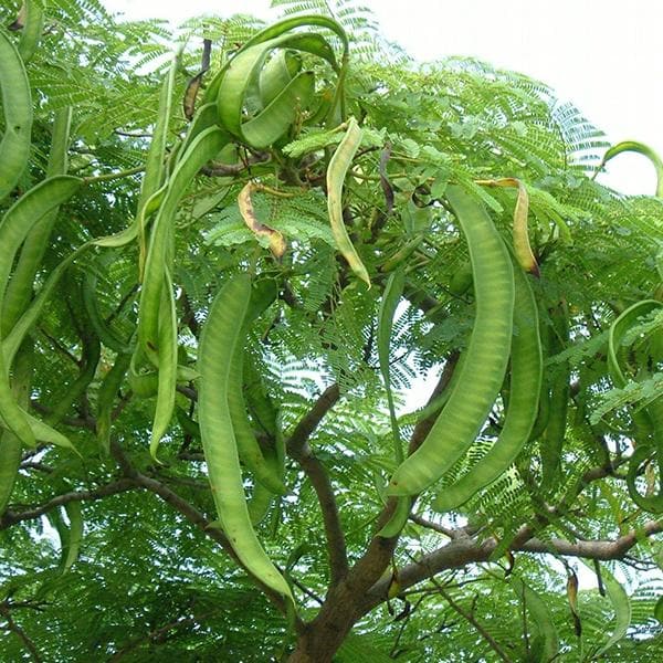 Acacia Concinna, Shikakai - 0.5 kg Seeds