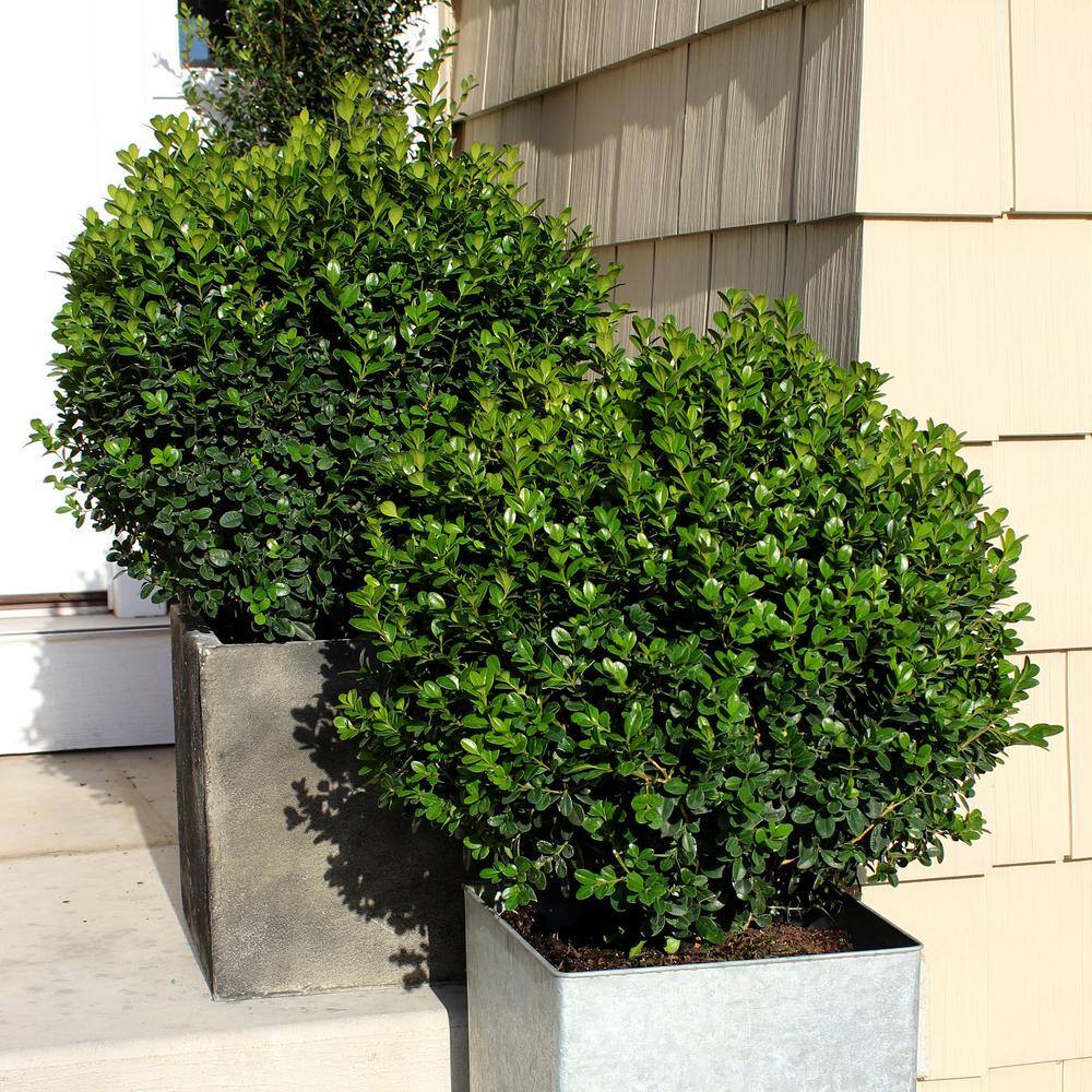PROVEN WINNERS 2 Gal. Sprinter Boxwood Shrub with Glossy Evergreen Foliage 16875