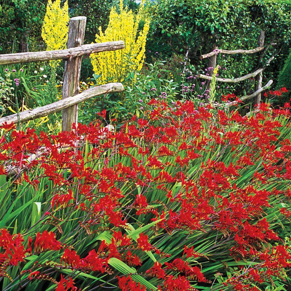 Breck's Crocosmia Lucifer Bulbs (5-Pack) 66891