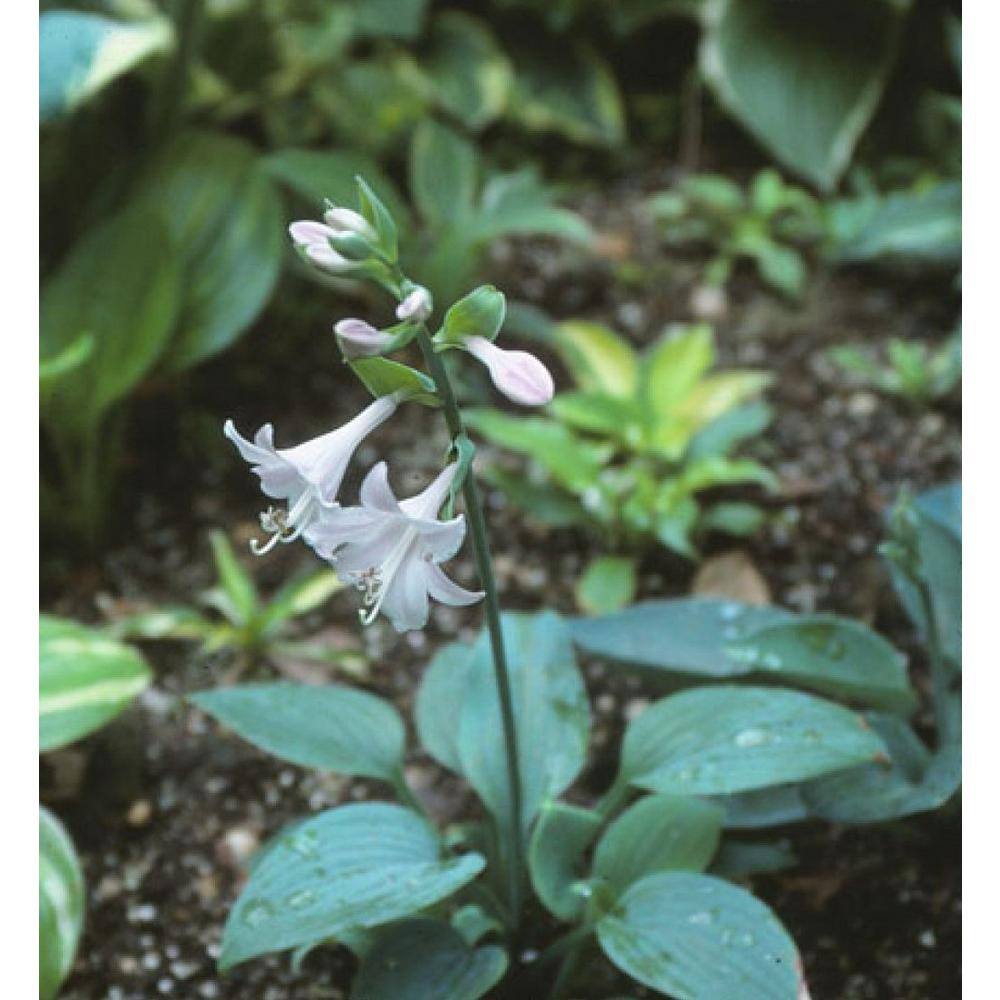 BELL NURSERY 1 Qt. Green Hosta Mix Live Flowering Perennial Plant (Pack of 4) HOSTAQTGR4PK