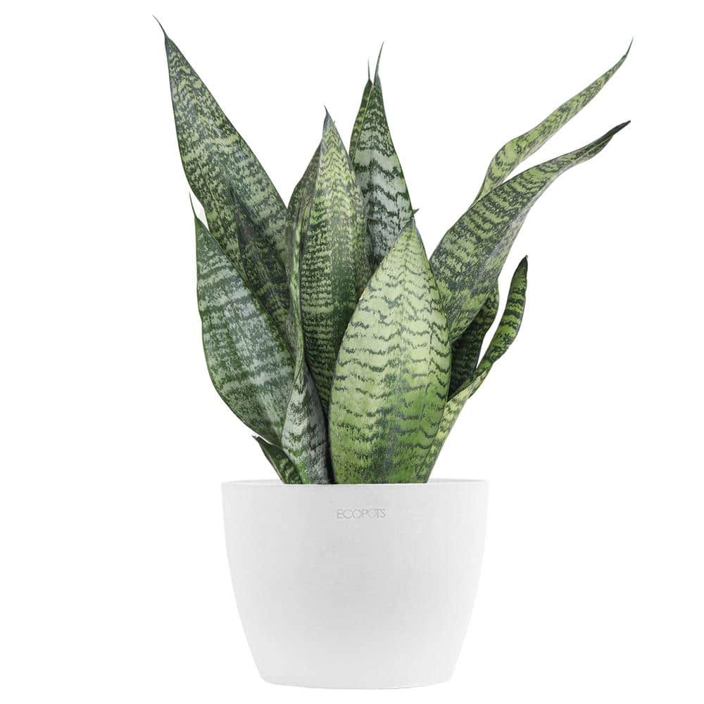 United Nursery Sansevieria Zeylanica Live Snake Plant in 6 inch Premium Ecopots Pure White SZEY6SHPW