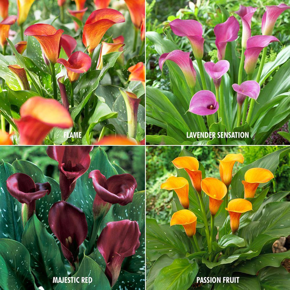 VAN ZYVERDEN Calla Collection 4-Variety Bulbs (20-Pack) 83030