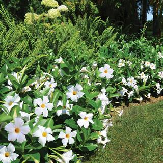 Rio 2 Qt. Dipladenia Flowering Annual Shrub with White Blooms 1004124245