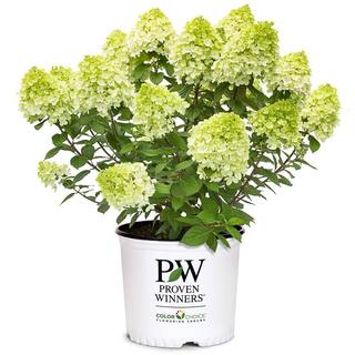 PROVEN WINNERS 2 Gal. Little Lime Punch Hydrangea Shrub with White Green and Pink Bloom 18142