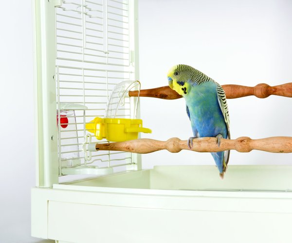 Caitec Featherland Paradise Cage Mounted Hooded Cup Bird Toy