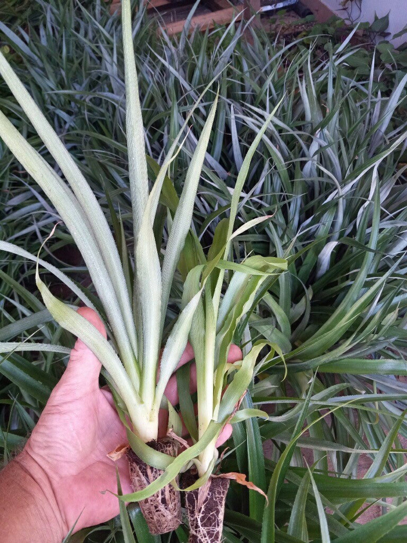 Sugarloaf Pineapple (Kona Sugarloaf) - Ananas comosus - Live Plant