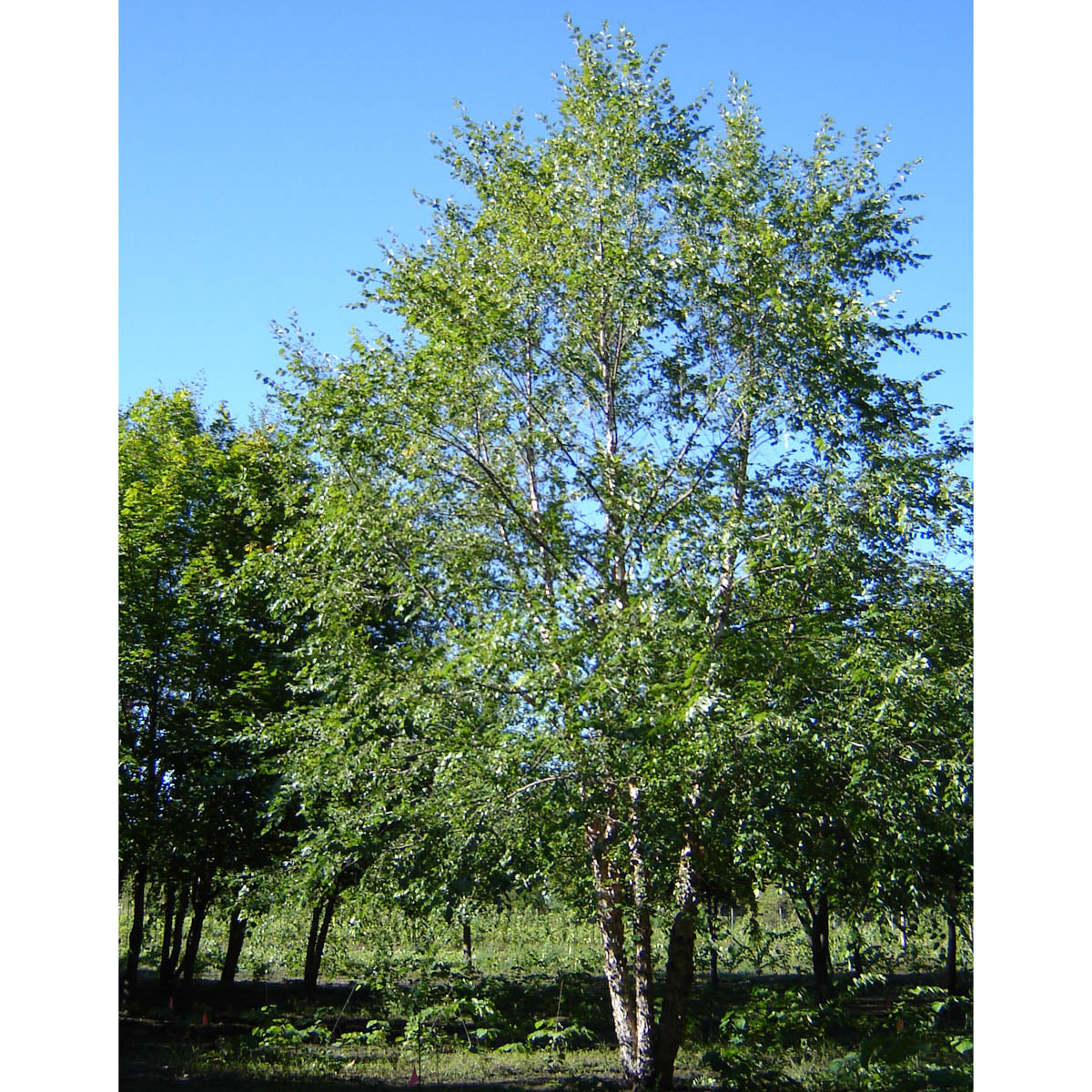 Northern Tribute River Birch Ornamental Tree grown in a 2.25 Gallon Pot (1-Pack)