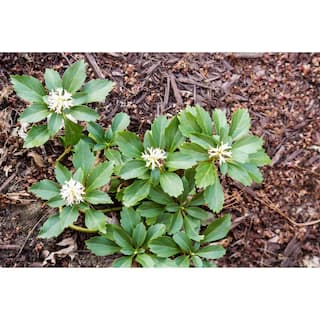 BELL NURSERY 4 in. Pachysandra Live Perennial Groundcover Plant (6-Pack) PACHY4GRE6PK