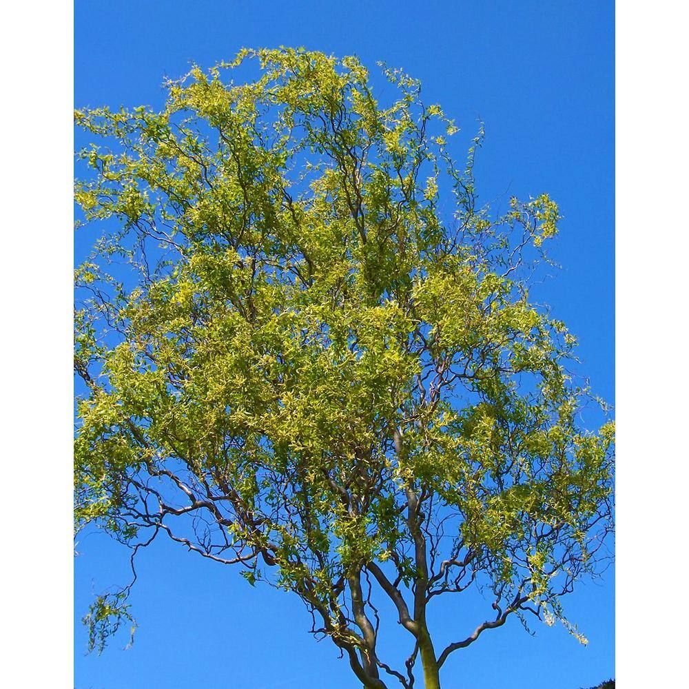 Online Orchards 3 ft. - 4 ft. Tall Bare-Root Corkscrew Willow Tree SHWI003