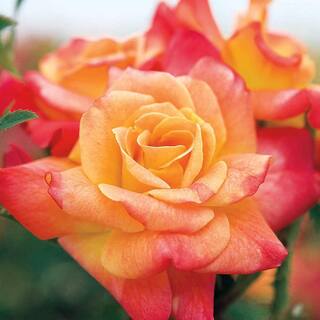 Spring Hill Nurseries Joseph's Coat Climbing Rose Live Bareroot Plant Multi-Color Flowers (1-Pack) 13455