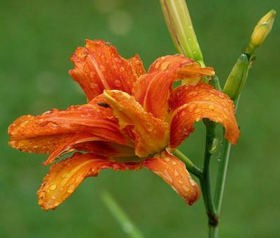 Classy Groundcovers - Hemerocallis 'Kwanso'  {25 Bare Root Plants}