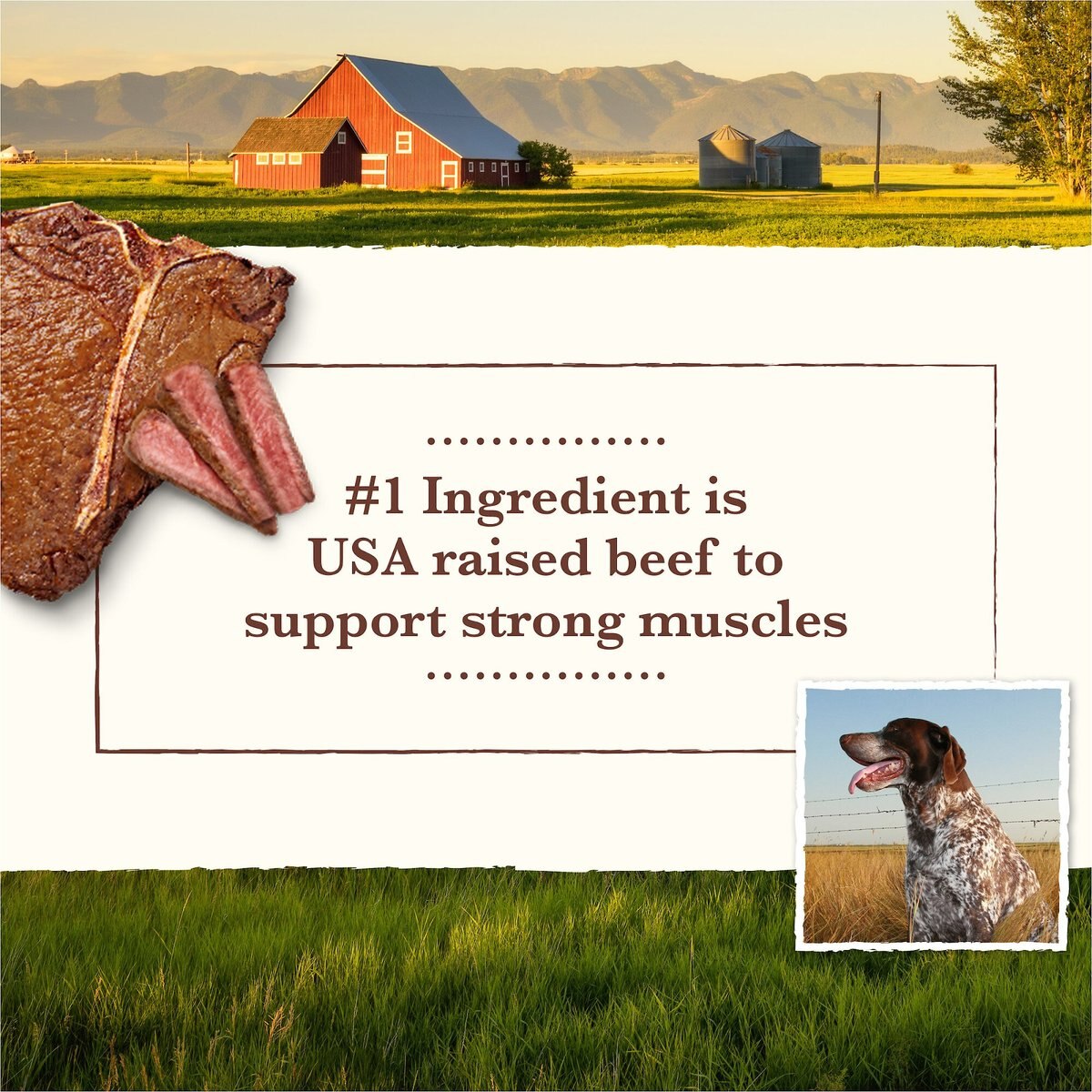 Whole Earth Farms Grain-Free Red Meat Recipe Canned Dog Food