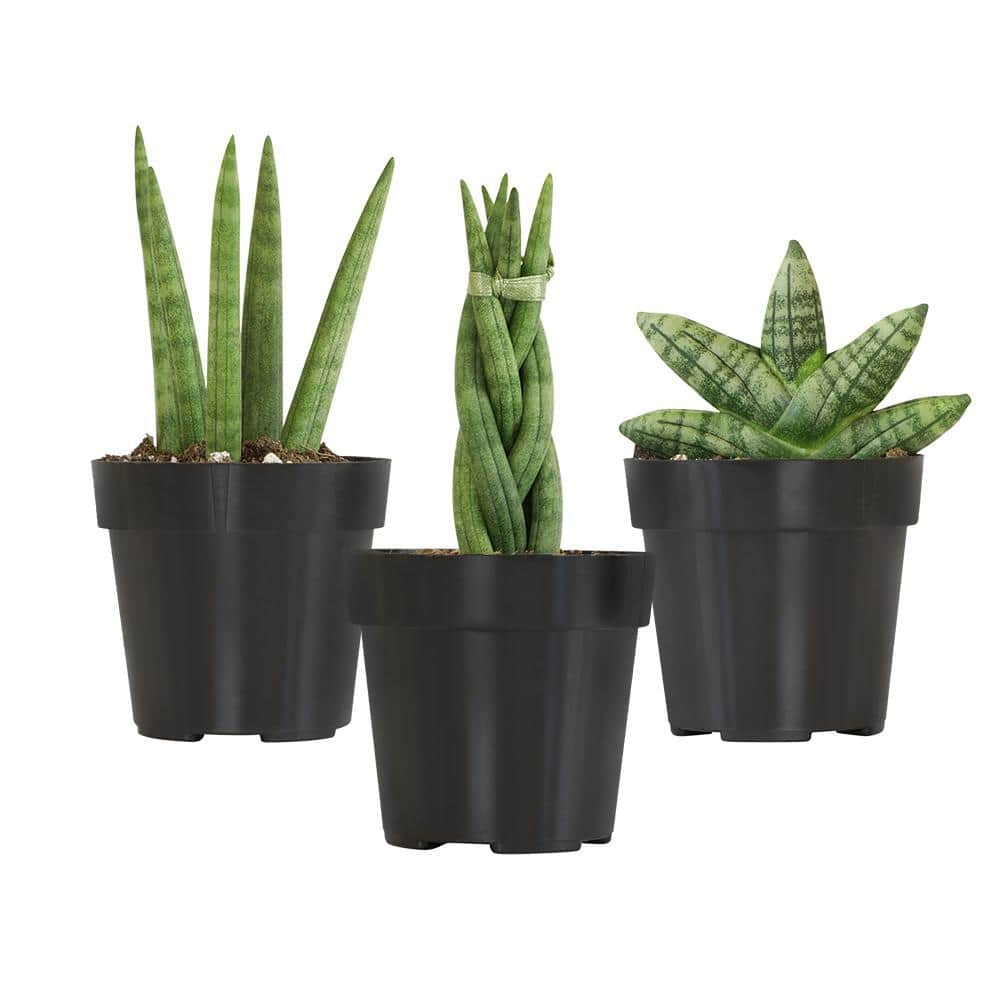 SMART PLANET Mini-Sansevieria Assortment in 2.5 in. Grow Pot (3-Pack) 0880086