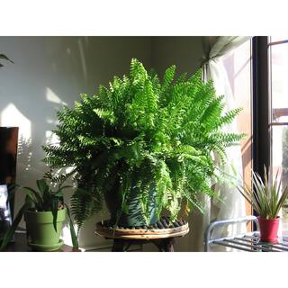 Costa Farms Boston Fern IndoorOutdoor Plant in 10 in. Hanging Basket Avg. Shipping Height 1-2 ft. Tall 10BOSTHB