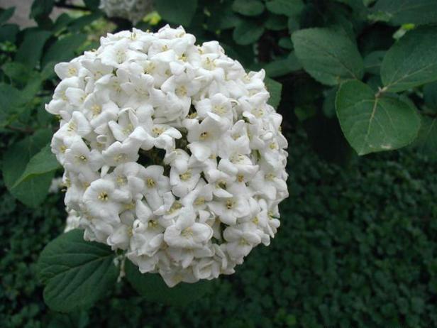 Carlcephalum Viburnum Shrub