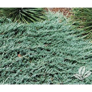 BELL NURSERY 1 Gal. Blue Rug Creeping Juniper Live Evergreen Shrub JUNIP1HWI1PK
