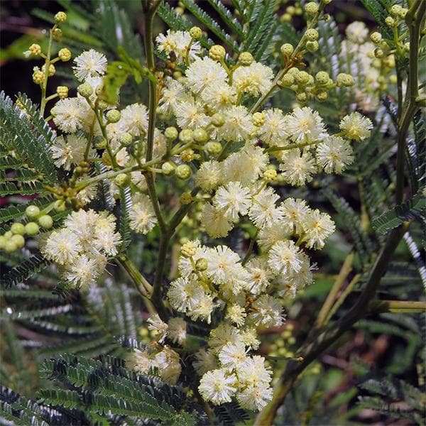 Acacia Mearnsii, Black Wattle - 0.5 kg Seeds