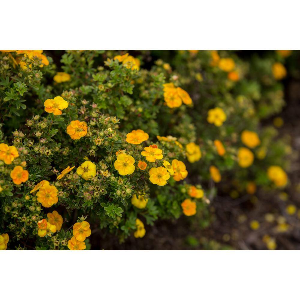 FIRST EDITIONS 2 Gal. Mandarin Tango Potentilla Live Shrub with Orange Flowers 61482F