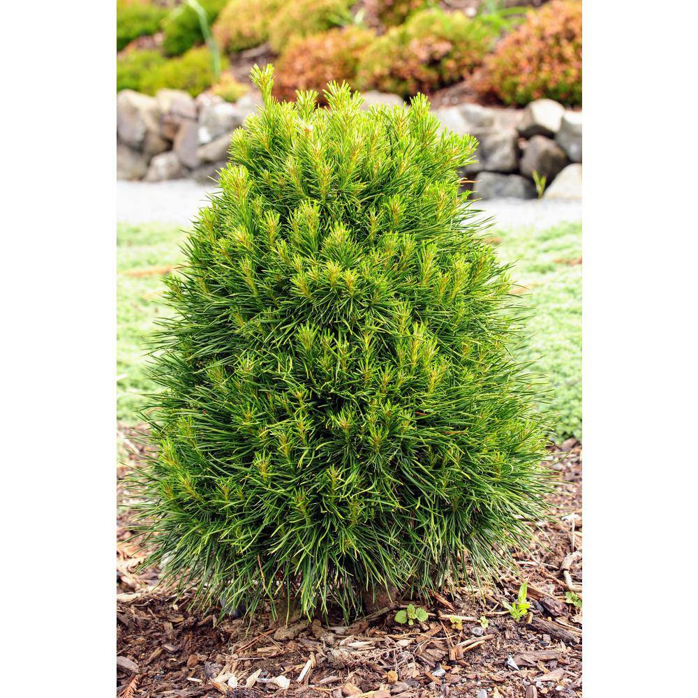 Online Orchards 1 Gal. Evergreen Scotch Pine Tree That is Hardy and Adaptable to Nearly All Climates CFMP003